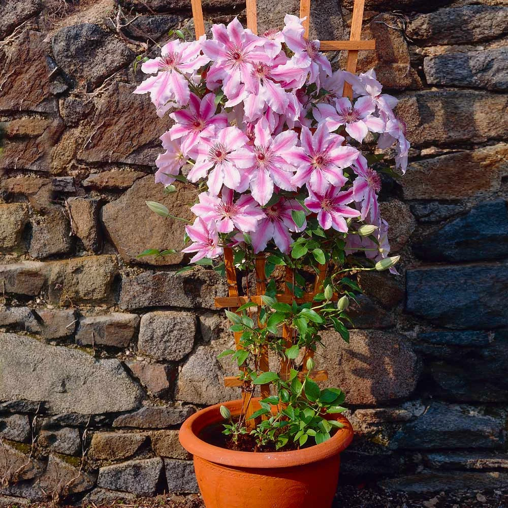 Brighter Blooms Nelly Moser Clematis Vine 3 Brighter Blooms Nelly Moser Clematis Vine