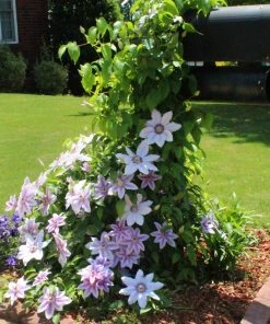 Brighter Blooms Nelly Moser Clematis Vine 8 Brighter Blooms Nelly Moser Clematis Vine