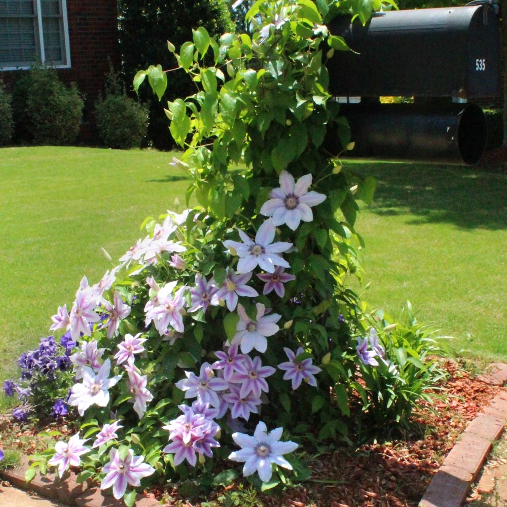 Brighter Blooms Nelly Moser Clematis Vine 4 Brighter Blooms Nelly Moser Clematis Vine