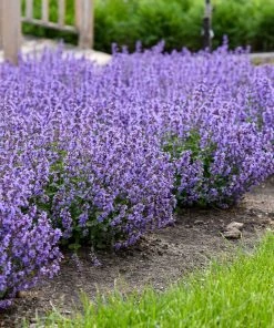 Brighter Blooms Nepeta 'Cat's Pajamas' Catmint