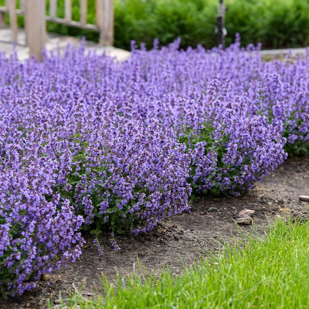 Brighter Blooms Nepeta 'Cat's Pajamas' Catmint 2 Brighter Blooms Nepeta 'Cat's Pajamas' Catmint