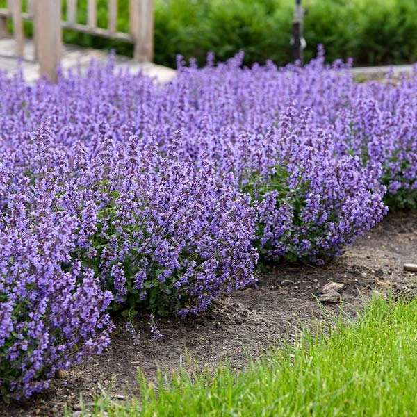Brighter Blooms Nepeta 'Cat's Pajamas' Catmint 1 Brighter Blooms Nepeta 'Cat's Pajamas' Catmint