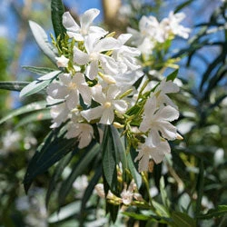 Brighter Blooms Evergreen & Privacy White Nerium Oleander Tree 1 Brighter Blooms Evergreen & Privacy White Nerium Oleander Tree