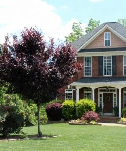 Brighter Blooms Flowering Trees Newport Plum Tree