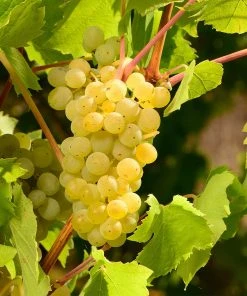 Brighter Blooms Grape Vines Niagara Grape Vine