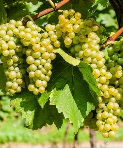 Brighter Blooms Grape Vines Niagara Grape Vine