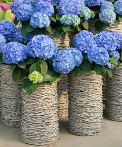 Brighter Blooms Nikko Blue Hydrangea Shrub Shrubs & Hedges 7 Brighter Blooms Nikko Blue Hydrangea Shrub Shrubs & Hedges