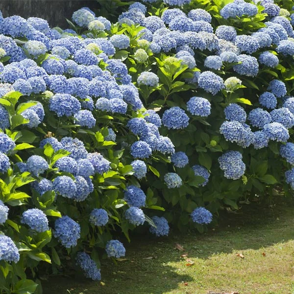 Brighter Blooms Nikko Blue Hydrangea Shrub Shrubs & Hedges 1 Brighter Blooms Nikko Blue Hydrangea Shrub Shrubs & Hedges