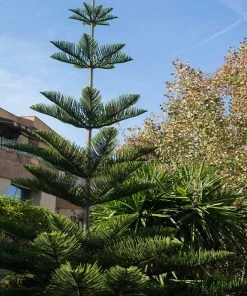 Brighter Blooms Norfolk Island Pine Tree 11 Brighter Blooms Norfolk Island Pine Tree
