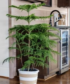 Brighter Blooms Norfolk Island Pine Tree 10 Brighter Blooms Norfolk Island Pine Tree