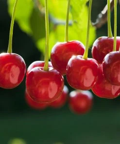 Brighter Blooms Dwarf North Star Cherry Tree