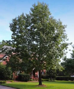 Brighter Blooms Northern Red Oak Tree Shade Trees