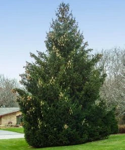 Brighter Blooms Evergreen & Privacy Norway Spruce Tree