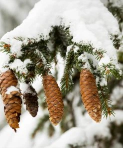 Brighter Blooms Evergreen & Privacy Norway Spruce Tree