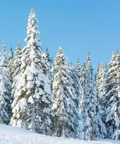 Brighter Blooms Evergreen & Privacy Norway Spruce Tree