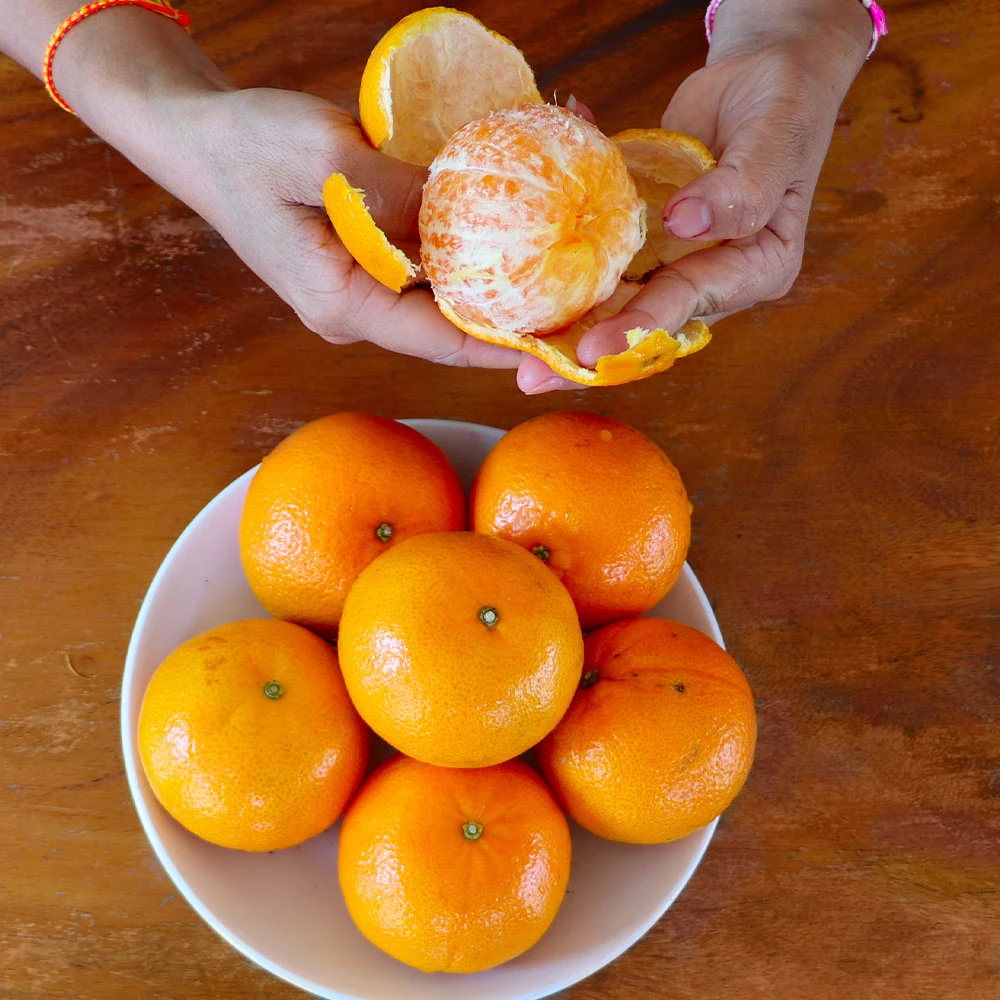 Brighter Blooms House & Patio Nules Clementine Tree 3 Brighter Blooms House & Patio Nules Clementine Tree