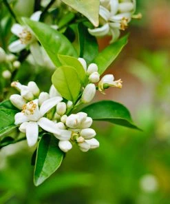 Brighter Blooms Fruit Trees Nules Clementine Tree