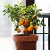 Brighter Blooms House & Patio Nules Clementine Tree
