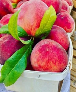 Brighter Blooms Fruit Trees O'Henry Peach Tree 7 Brighter Blooms Fruit Trees O'Henry Peach Tree