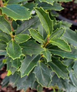 Brighter Blooms Oak Leaf™ Holly Tree Evergreen & Privacy 7 Brighter Blooms Oak Leaf™ Holly Tree Evergreen & Privacy