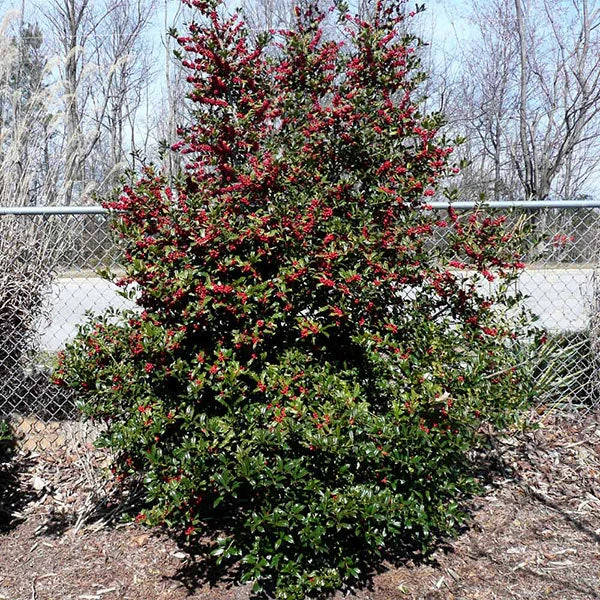 Brighter Blooms Oak Leaf™ Holly Tree Evergreen & Privacy 1 Brighter Blooms Oak Leaf™ Holly Tree Evergreen & Privacy