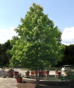 BrighterBlooms.com Shade Trees October Glory Maple Tree