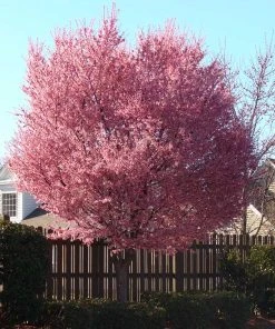 Brighter Blooms Flowering Trees Okame Cherry Tree