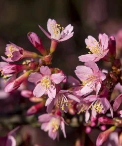 Brighter Blooms Flowering Trees Okame Cherry Tree