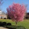 Brighter Blooms Flowering Trees Okame Cherry Tree