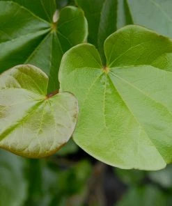 Brighter Blooms Flowering Trees Oklahoma Redbud Tree