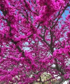 Brighter Blooms Flowering Trees Oklahoma Redbud Tree
