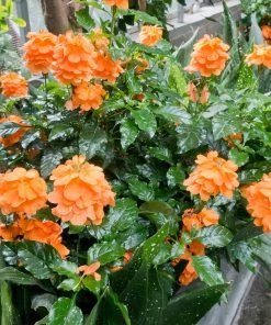 Brighter Blooms Orange Marmalade Crossandra SHOP ALL