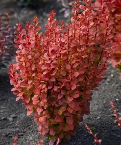 Brighter Blooms Shrubs & Hedges Orange Rocket Barberry Shrub