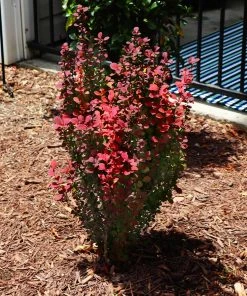 Brighter Blooms Shrubs & Hedges Orange Rocket Barberry Shrub