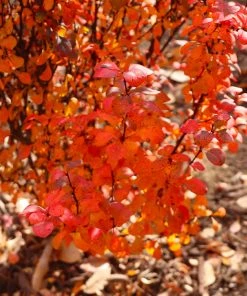 Brighter Blooms Shrubs & Hedges Orange Rocket Barberry Shrub