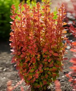 Brighter Blooms Shrubs & Hedges Orange Rocket Barberry Shrub