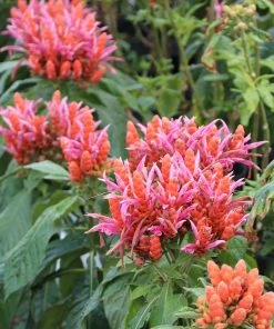 Brighter Blooms Orange Shrimp Plant