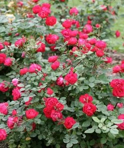 Brighter Blooms Roses Oso Easy'® Double Red Rose
