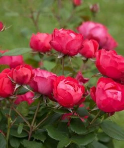 Brighter Blooms Roses Oso Easy'® Double Red Rose