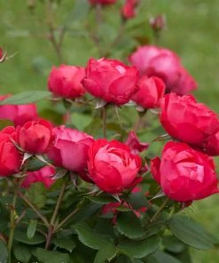 Brighter Blooms Roses Oso Easy'® Double Red Rose