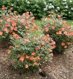 Brighter Blooms Oso Easy'® Hot Paprika Rose Roses