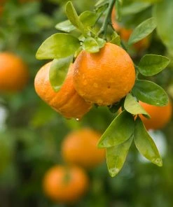 Brighter Blooms Owari Satsuma Tree Citrus Trees