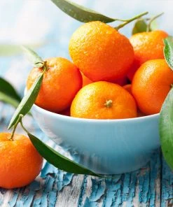 Brighter Blooms Owari Satsuma Tree Citrus Trees