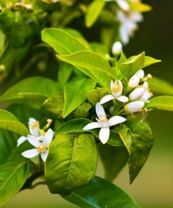 Brighter Blooms Owari Satsuma Tree Citrus Trees