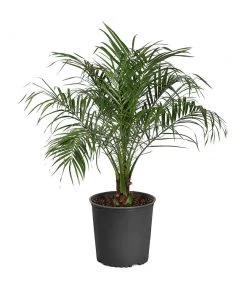 Brighter Blooms Pygmy Date Palm Tree