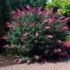 Brighter Blooms Shrubs & Hedges Pink Delight Butterfly Bush