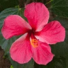Brighter Blooms Pink Tropical Hibiscus Shrub