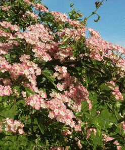Brighter Blooms Pinkie Indian Hawthorn Shrub