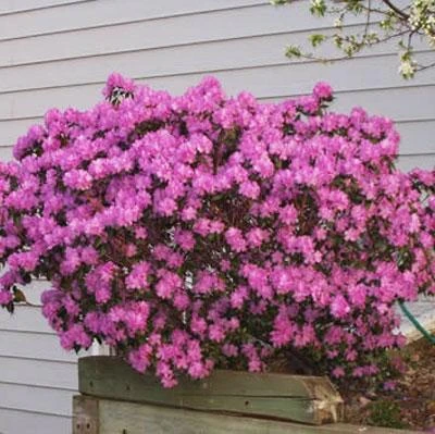 Brighter Blooms PJM Rhododendron Shrub 2 Brighter Blooms PJM Rhododendron Shrub
