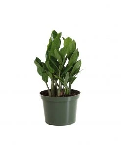 Brighter Blooms ZZ Plant